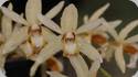 Coelogyne trinervis